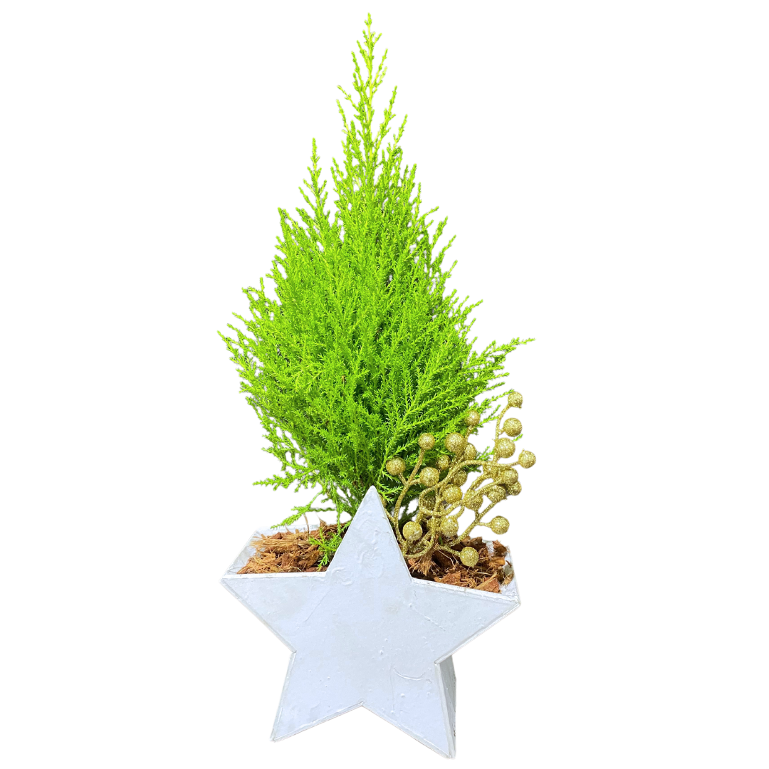 Christmas Lemon Cypress White Star Box