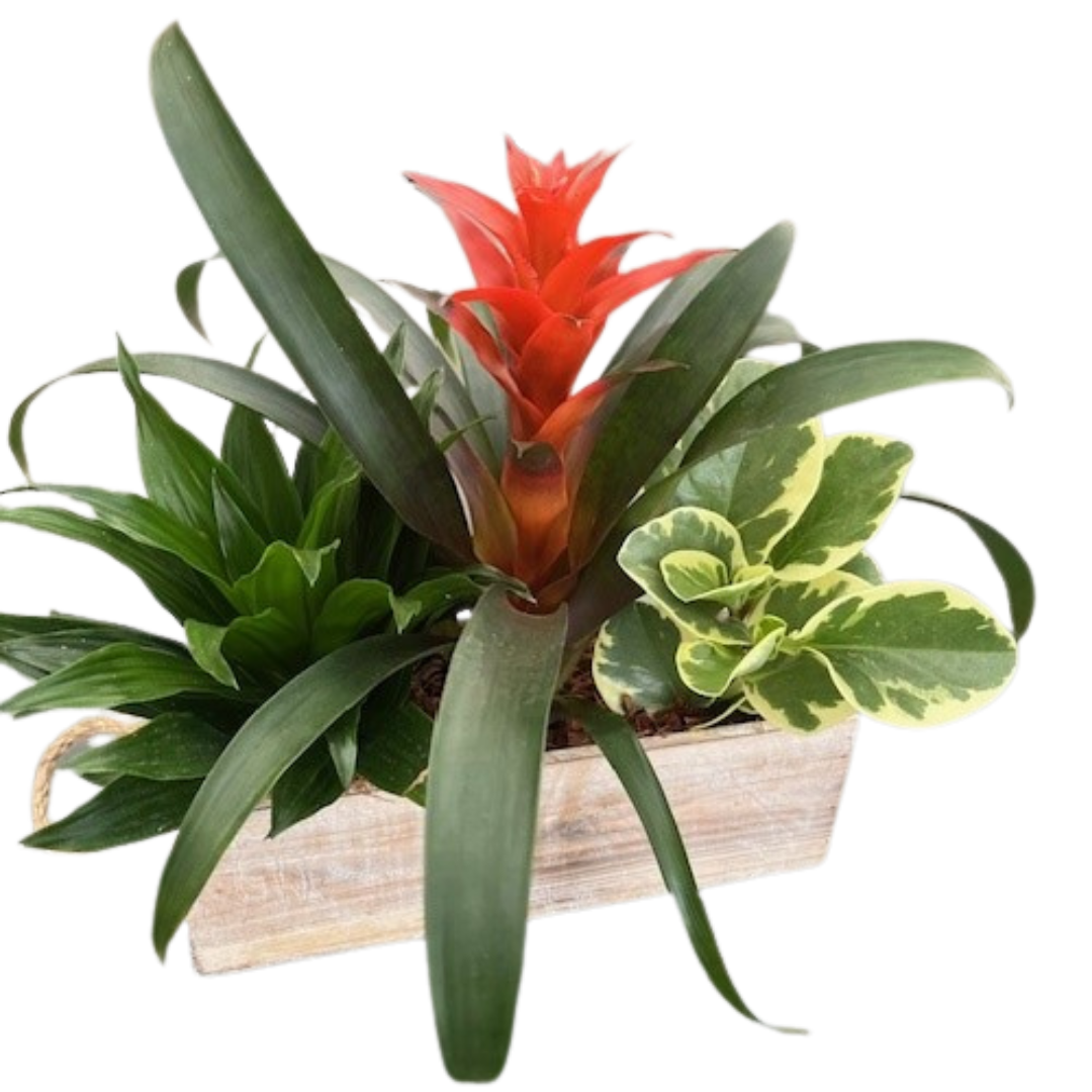 Large Bromeliad Light Box Mix