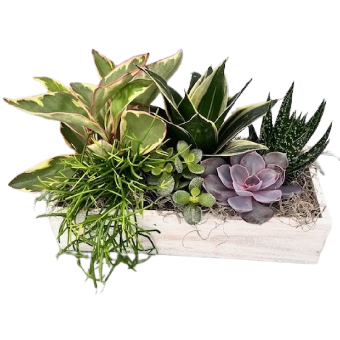 White Wash Succulent Rectangle Box - Large