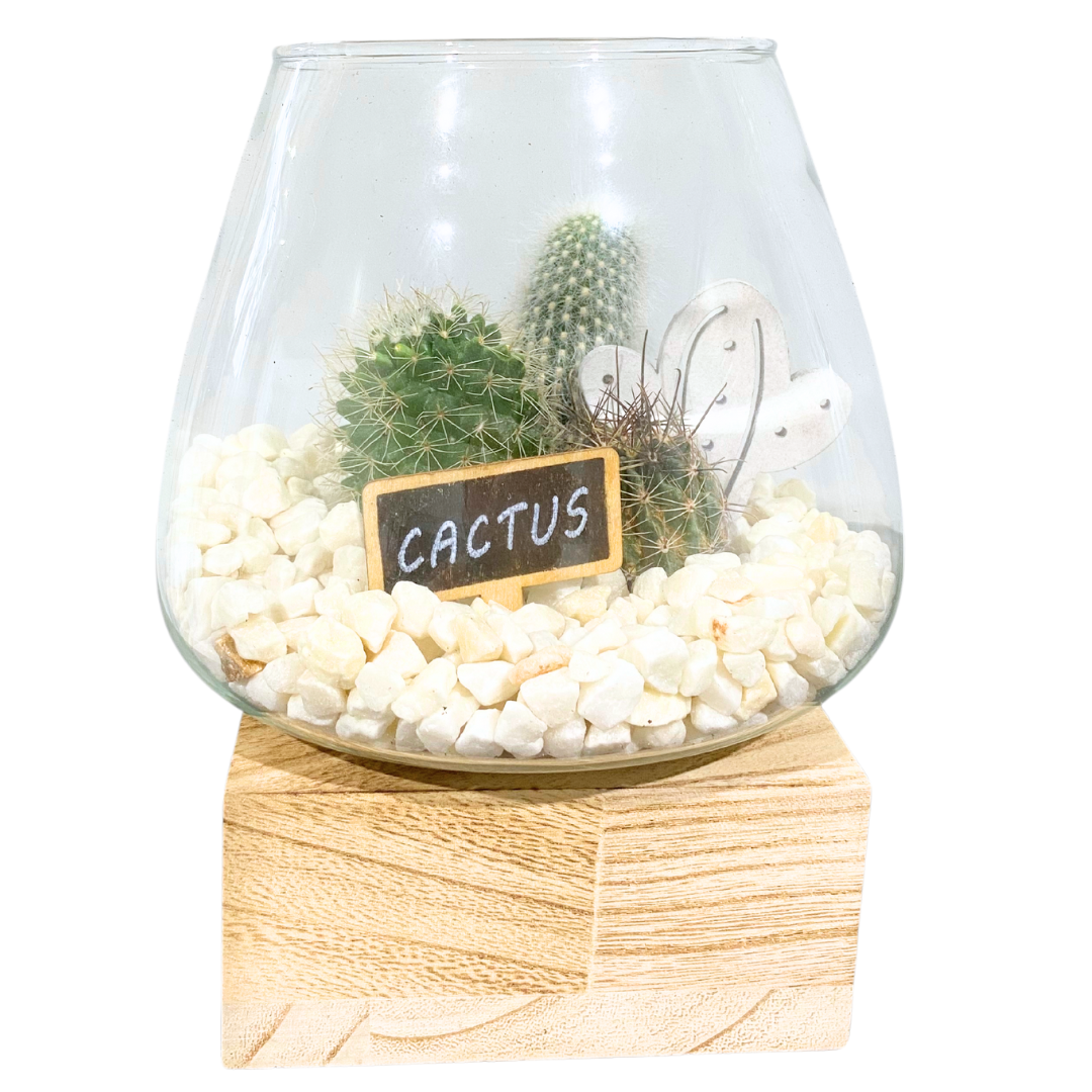 Wood Base Cactus Terrarium - Conical