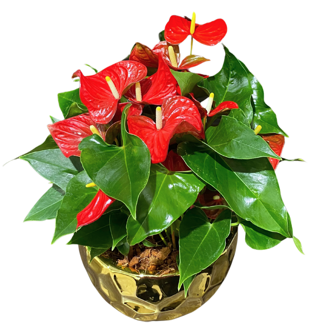 XL Gold Anthurium Planter