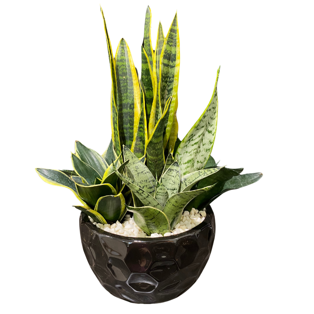 Xl Birdnest & Sansevieria Planter - Black