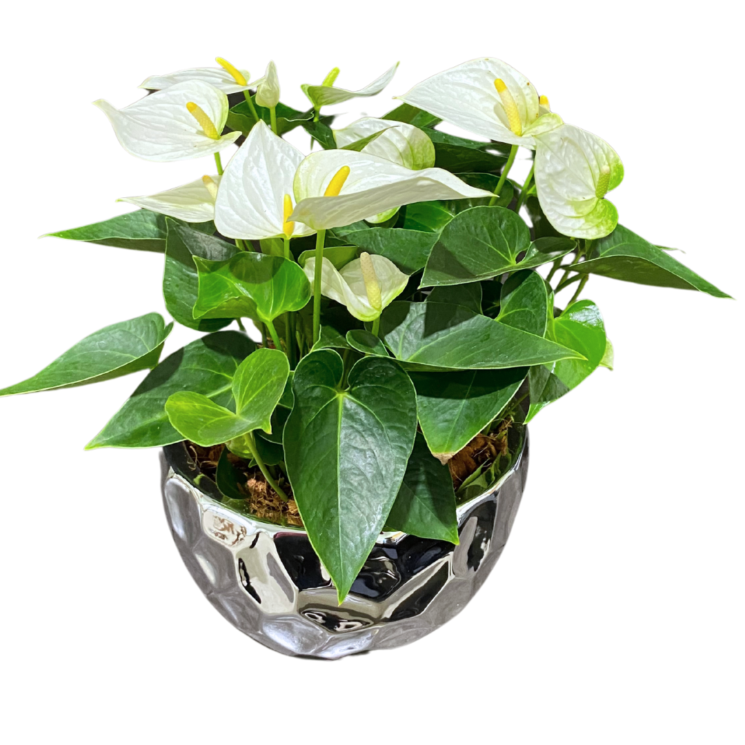 XL Silver Anthurium Planter