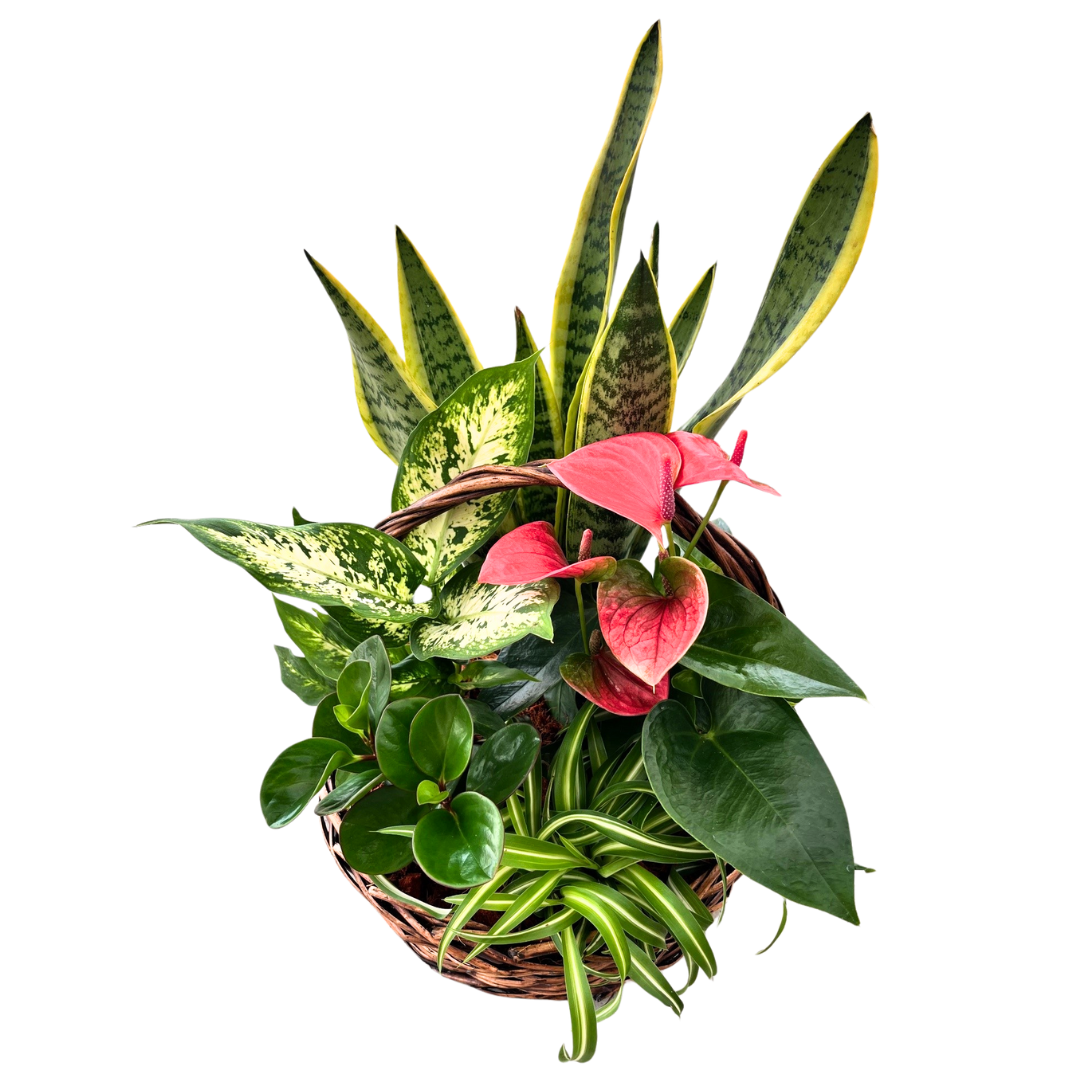 XL Sansevieria Round Dark Brown Wicker