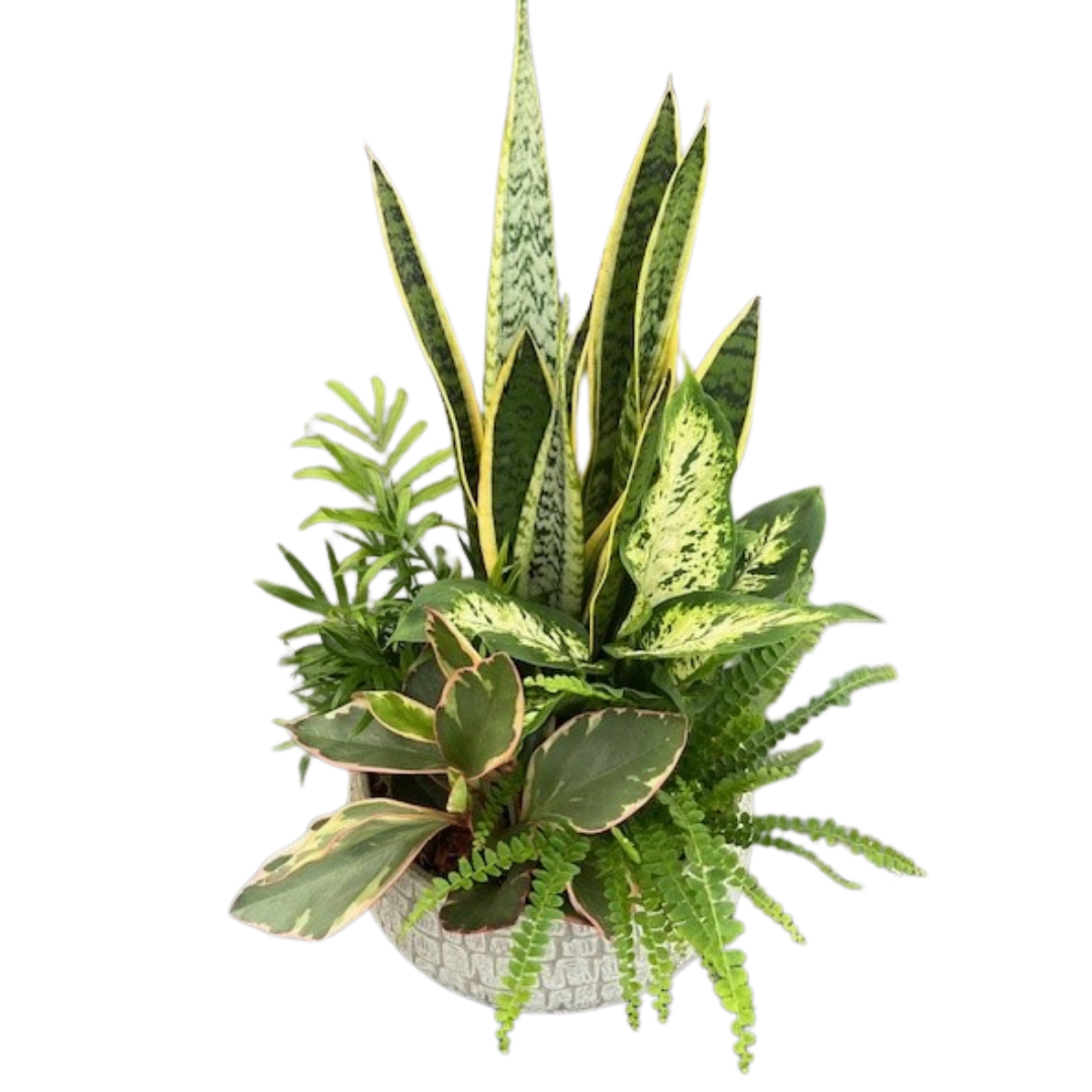 XL Sansevieria Renzo Sand