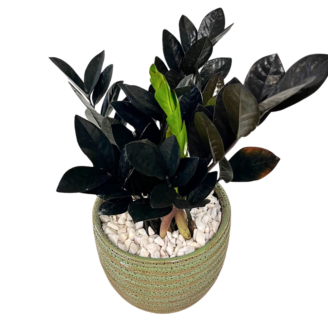 6" black ZZ in Ribbed Spotted Green Pot
