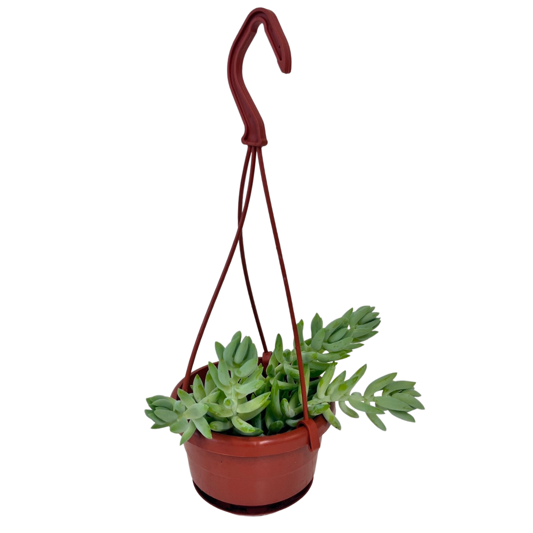 4" Hanging Basket - Donkey Tail