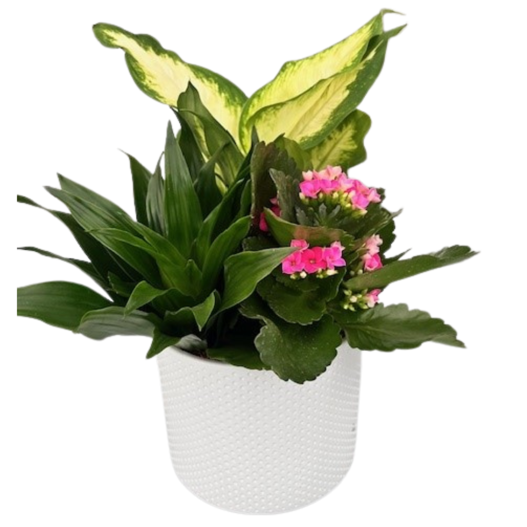 White Tropical Indented Planter