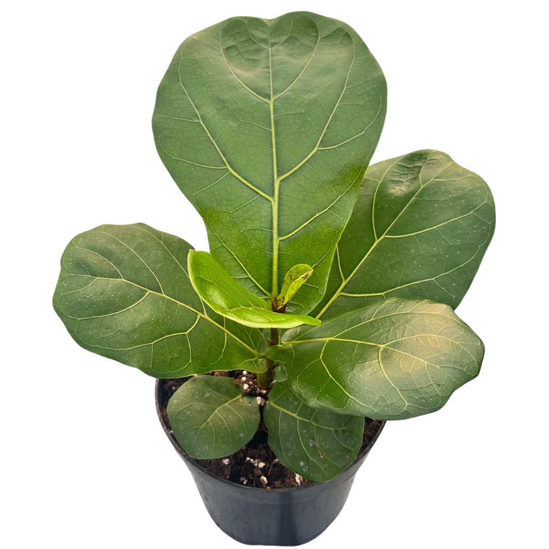 4" Ficus Lyrata