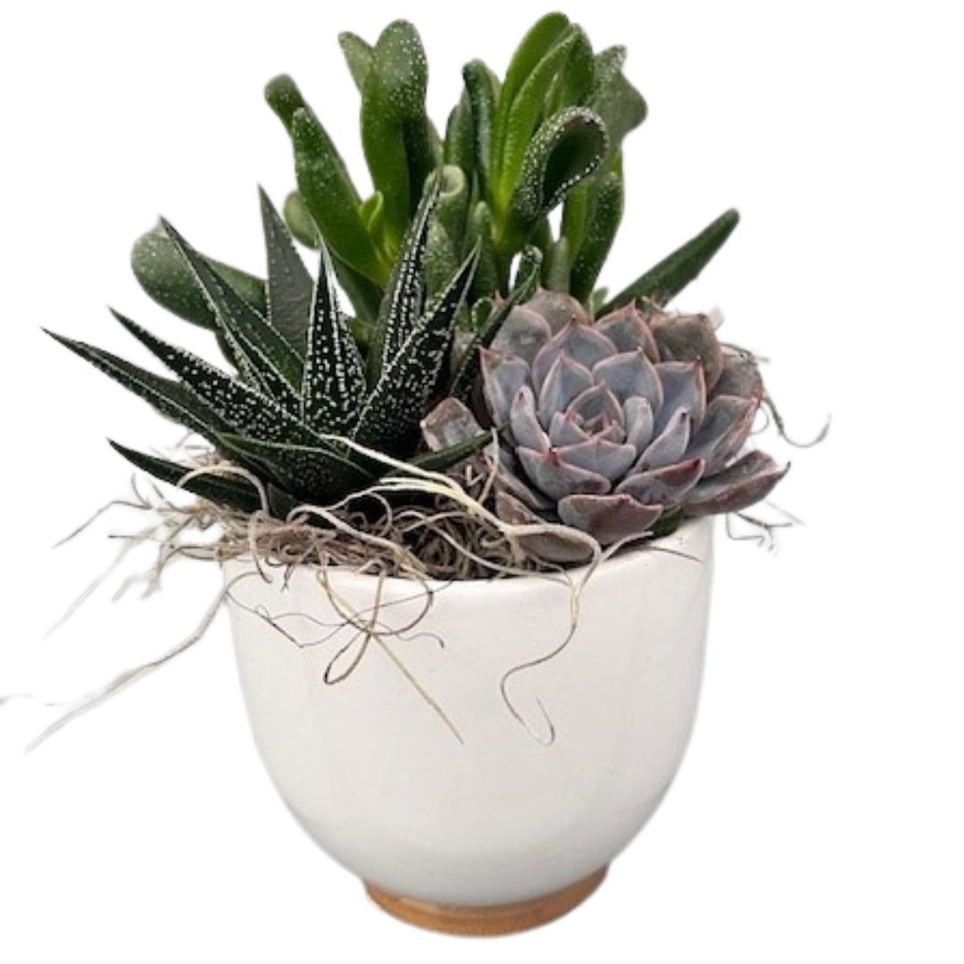 4" Wood base Succulent Planter