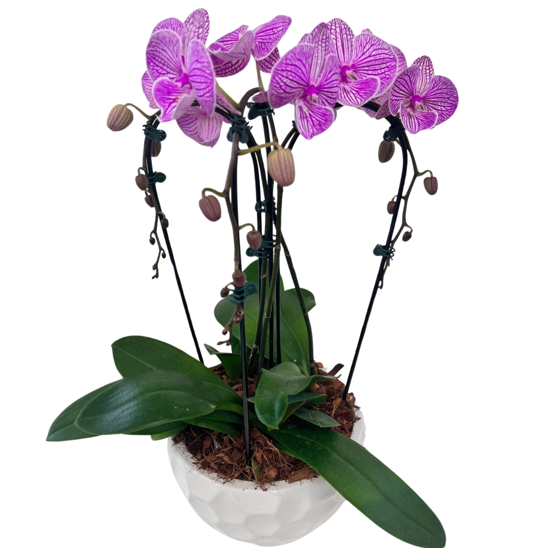 Cascading Orchid Planter - Purple