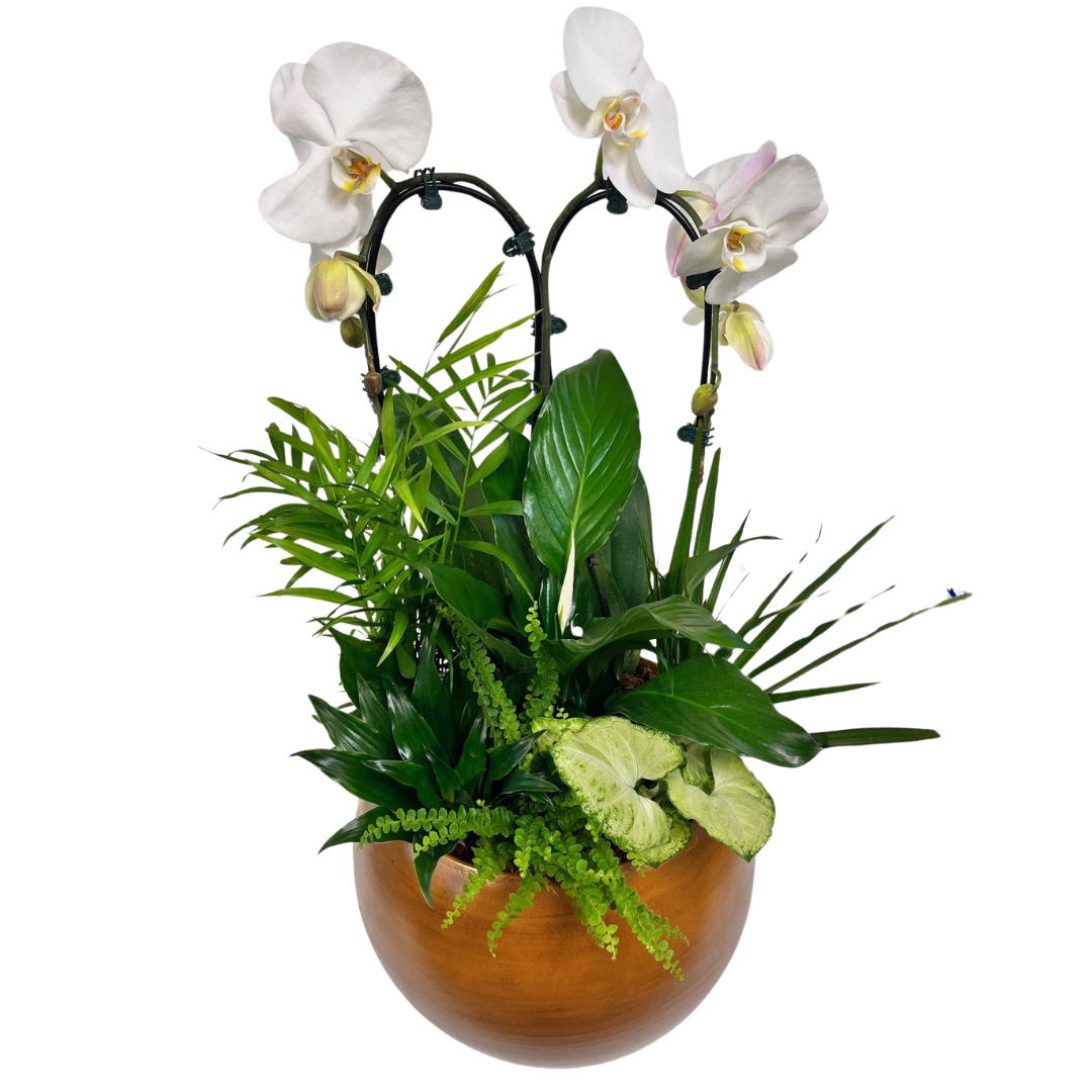 Giant Tuscan Sympathy Orchid Planter