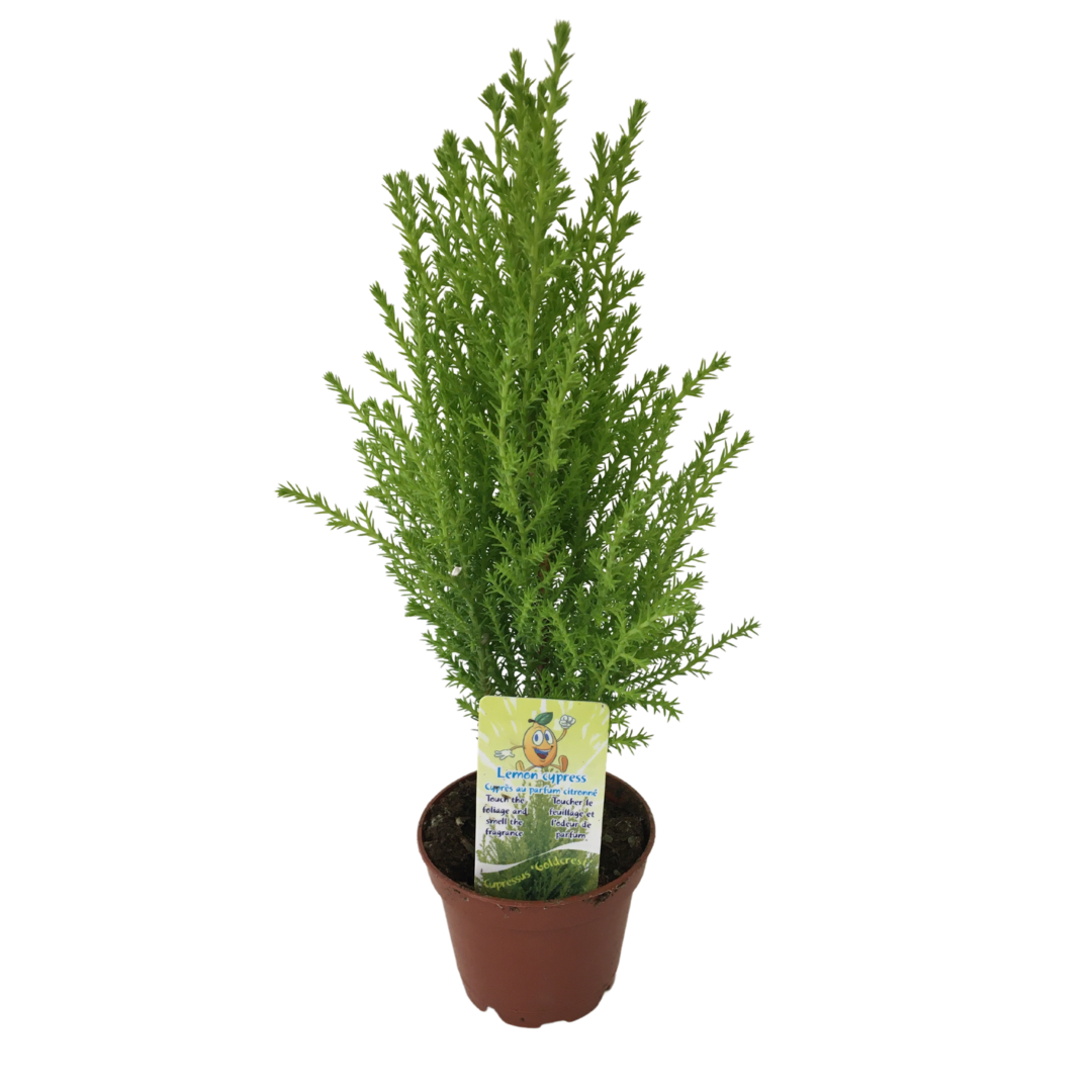 2.5" Lemon Cypress Tree (Pack 12)