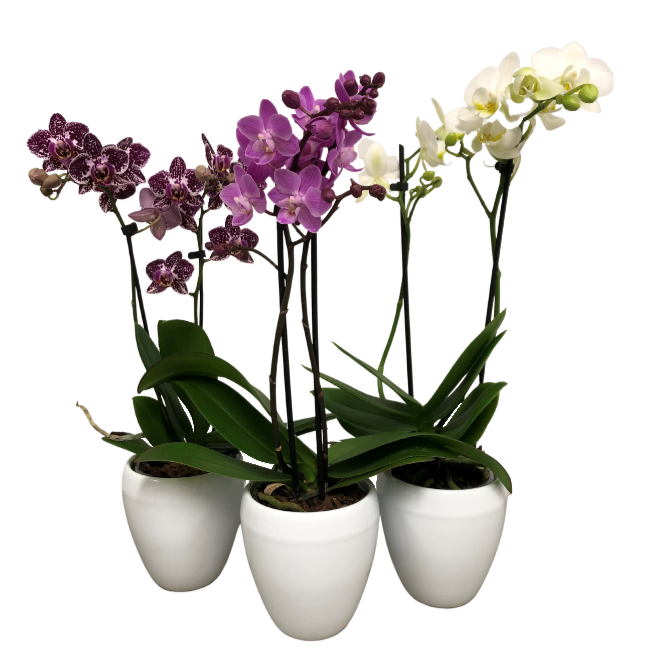 3.5" Double Spike Orchid in Ceramic