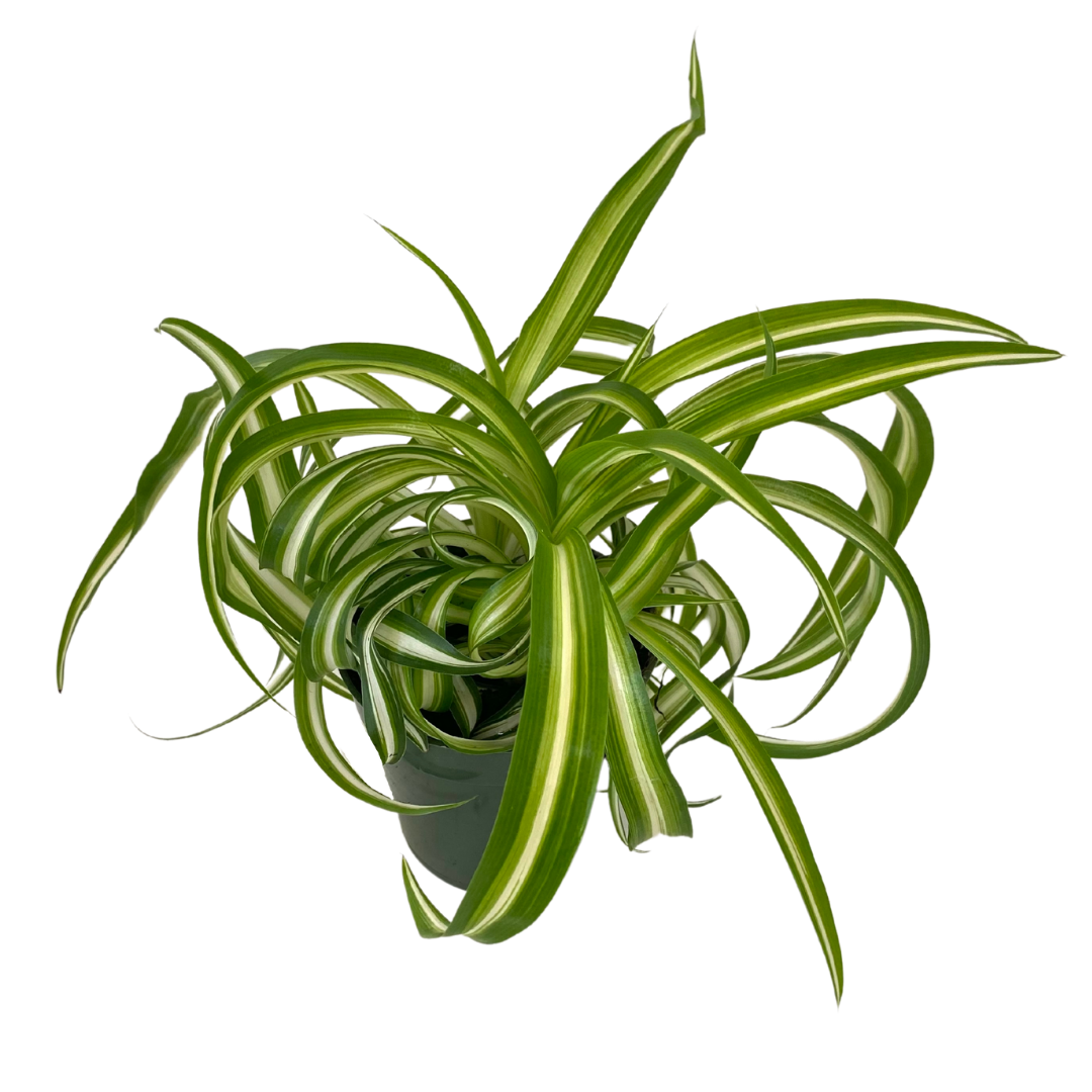 4" Curly Spider Plant