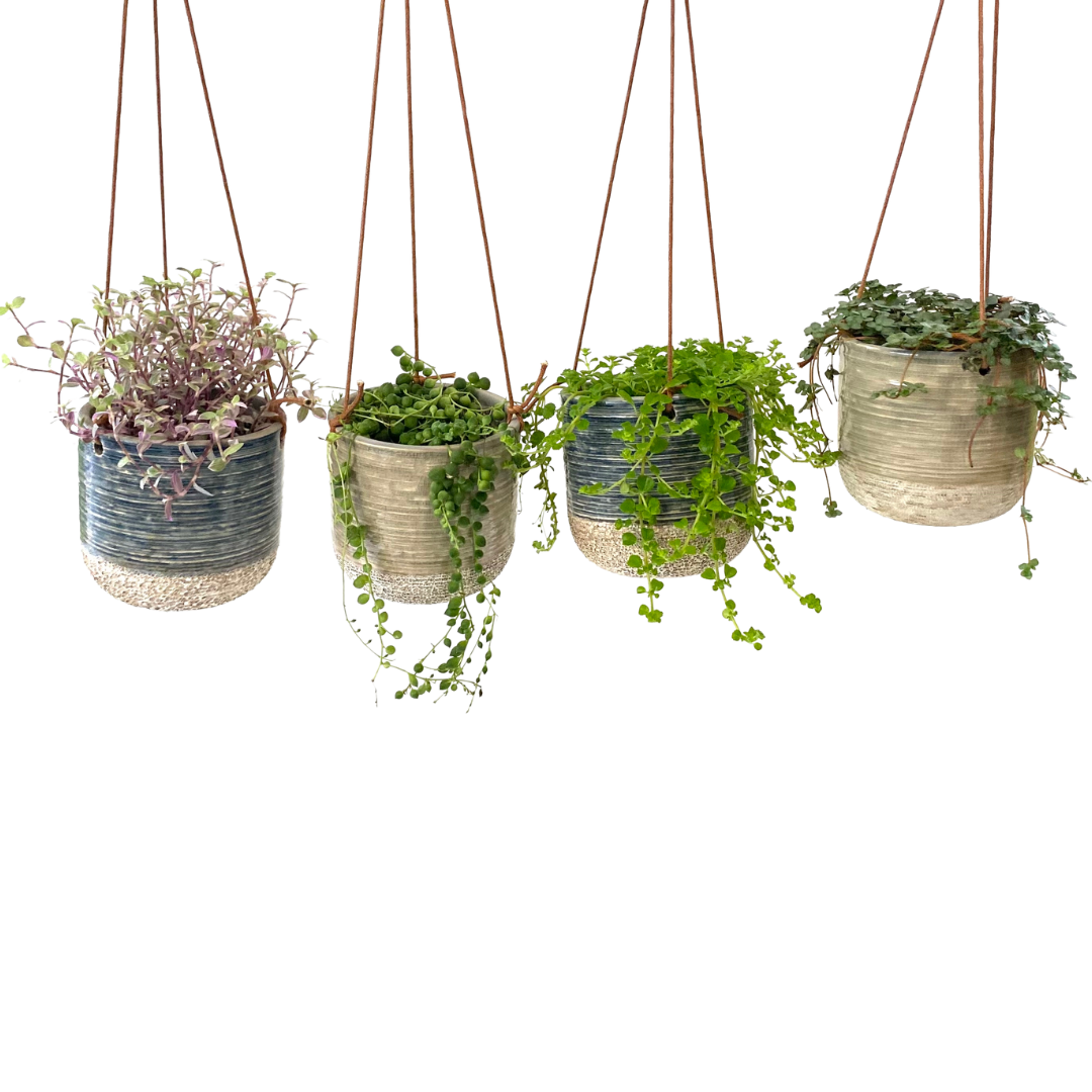 4" Hanging Tropicals / succulents