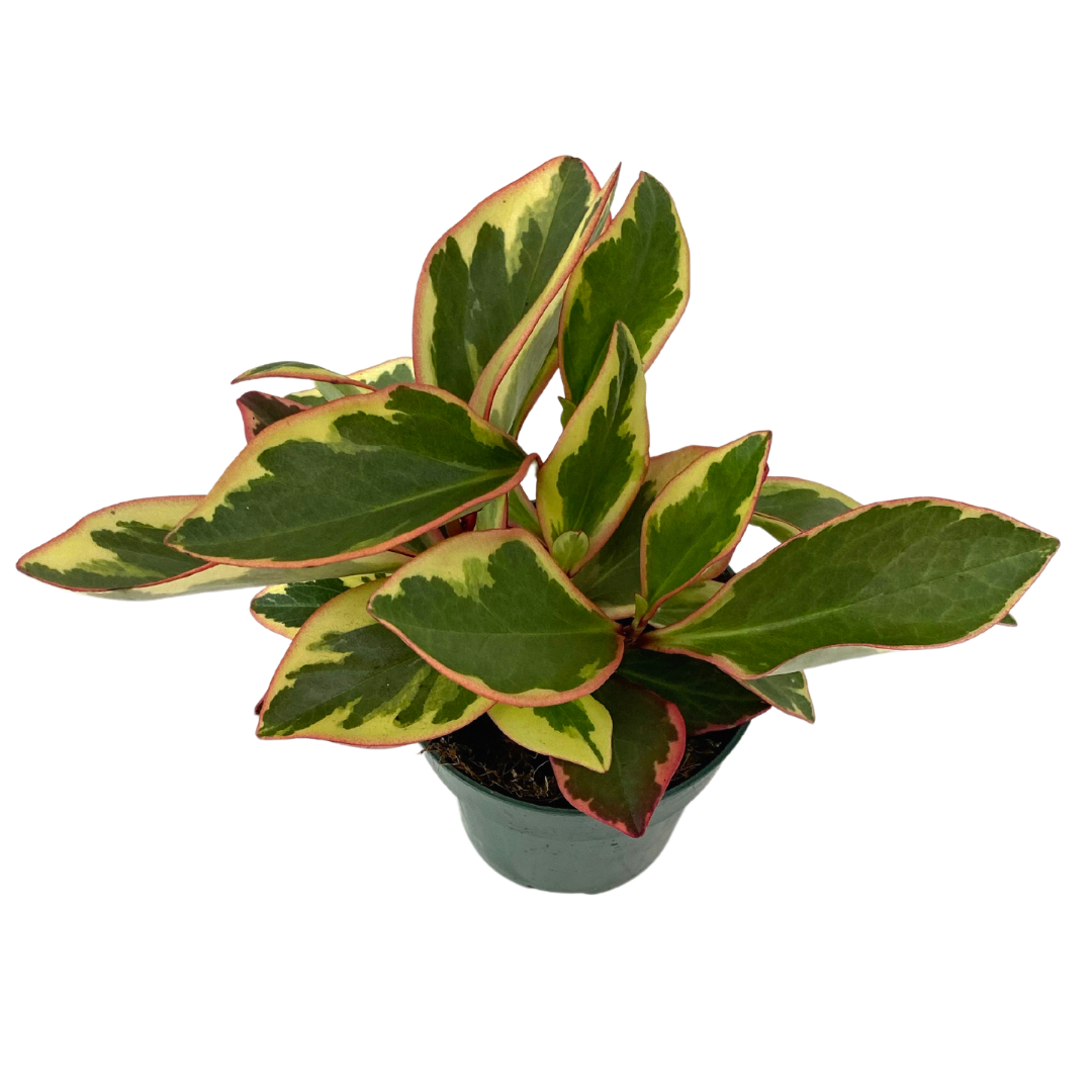 4" Pepperomia Tri-Colour