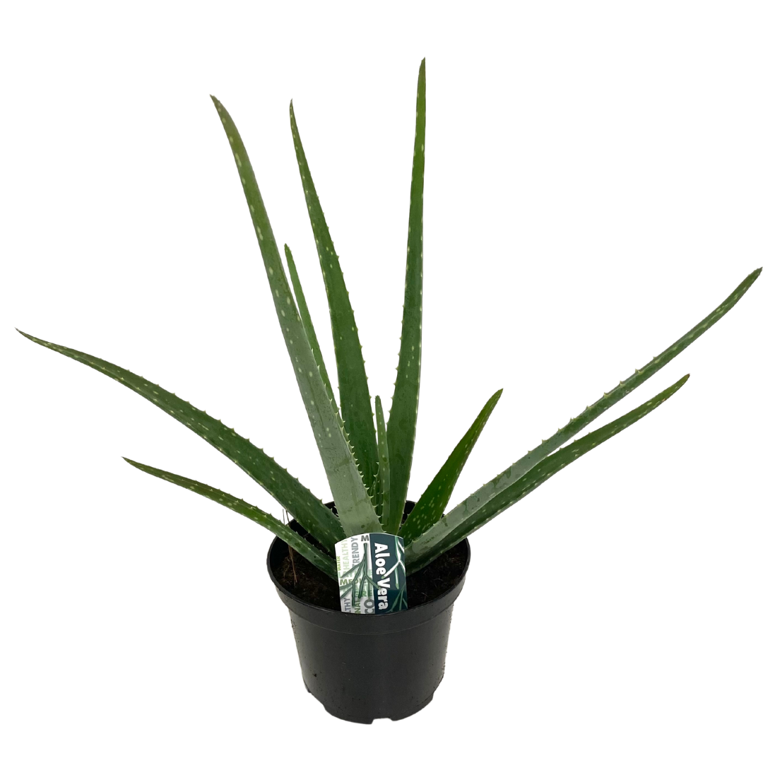 6" Aloe Vera