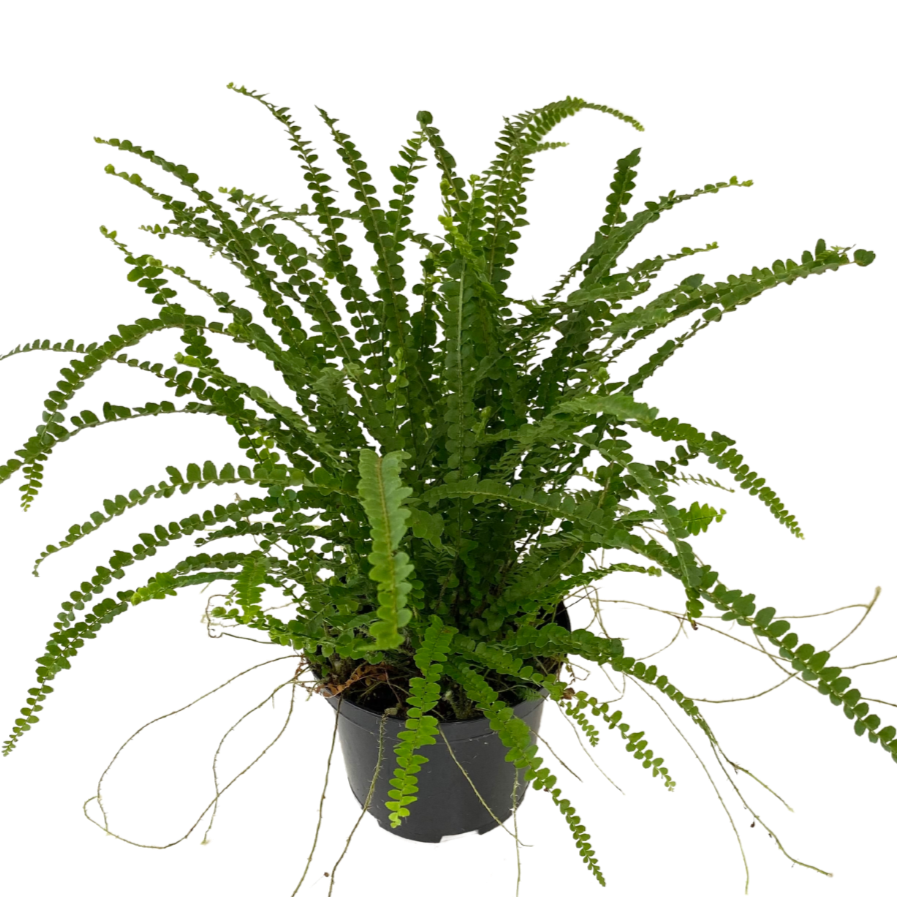 6" Lemon Button Fern