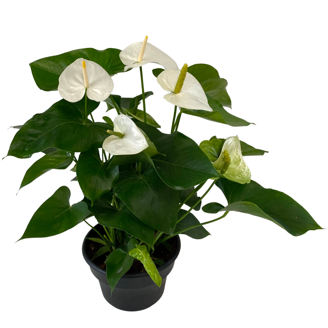 8" Anthurium White