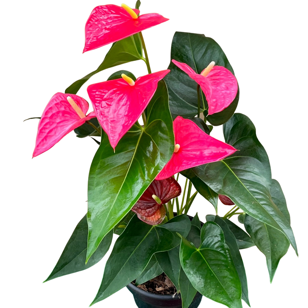 8" Anthurium Pink