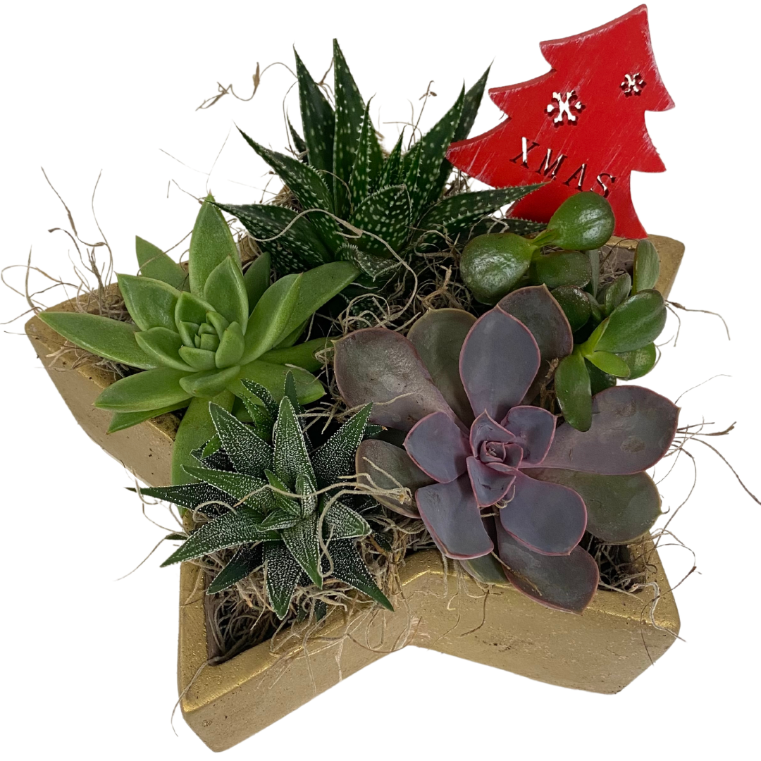 Christmas Succulent Star Rustic Gold - Large