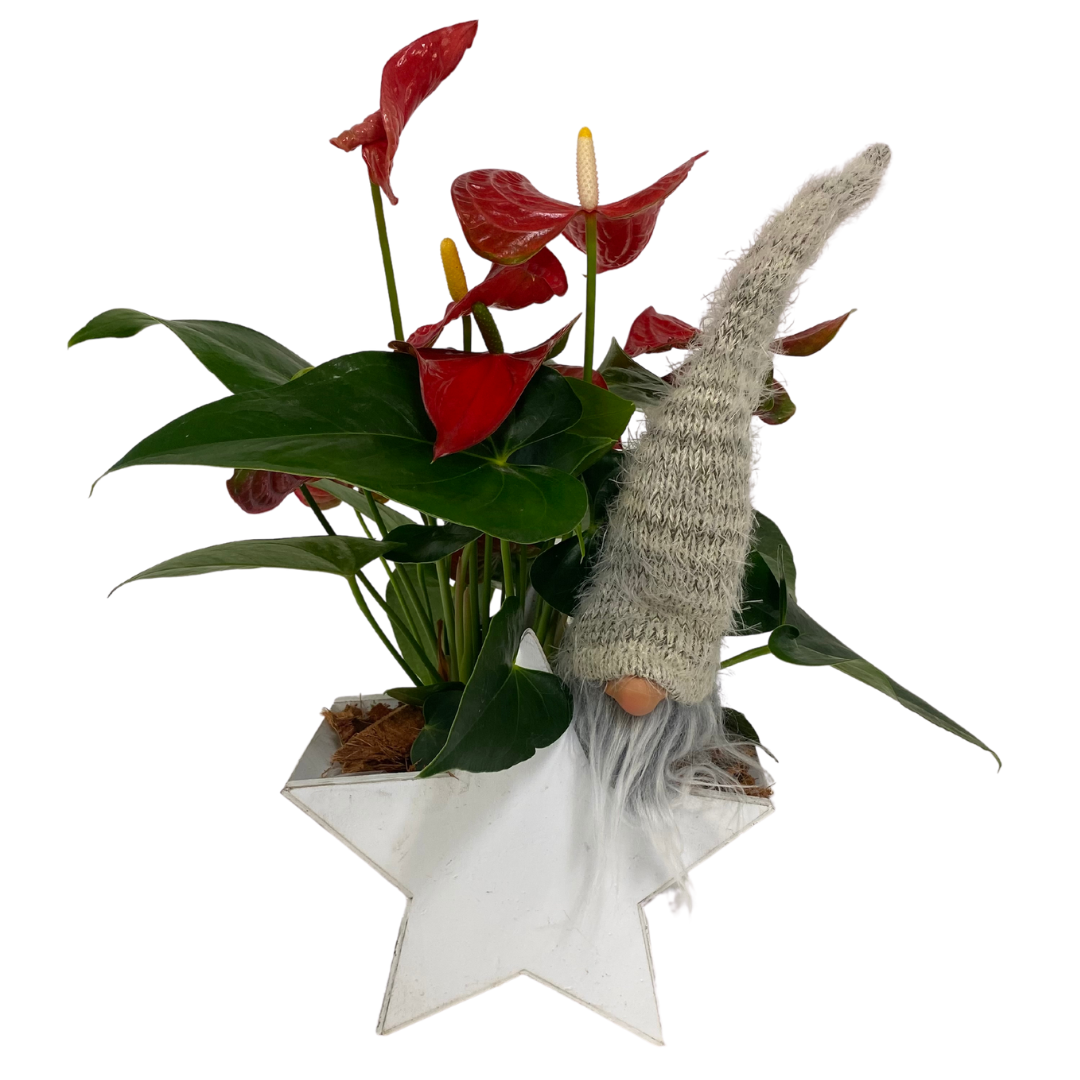 Christmas Anthurium White Star Planter Box