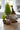Christmas Small Gnome Planter with Lemon Cypress