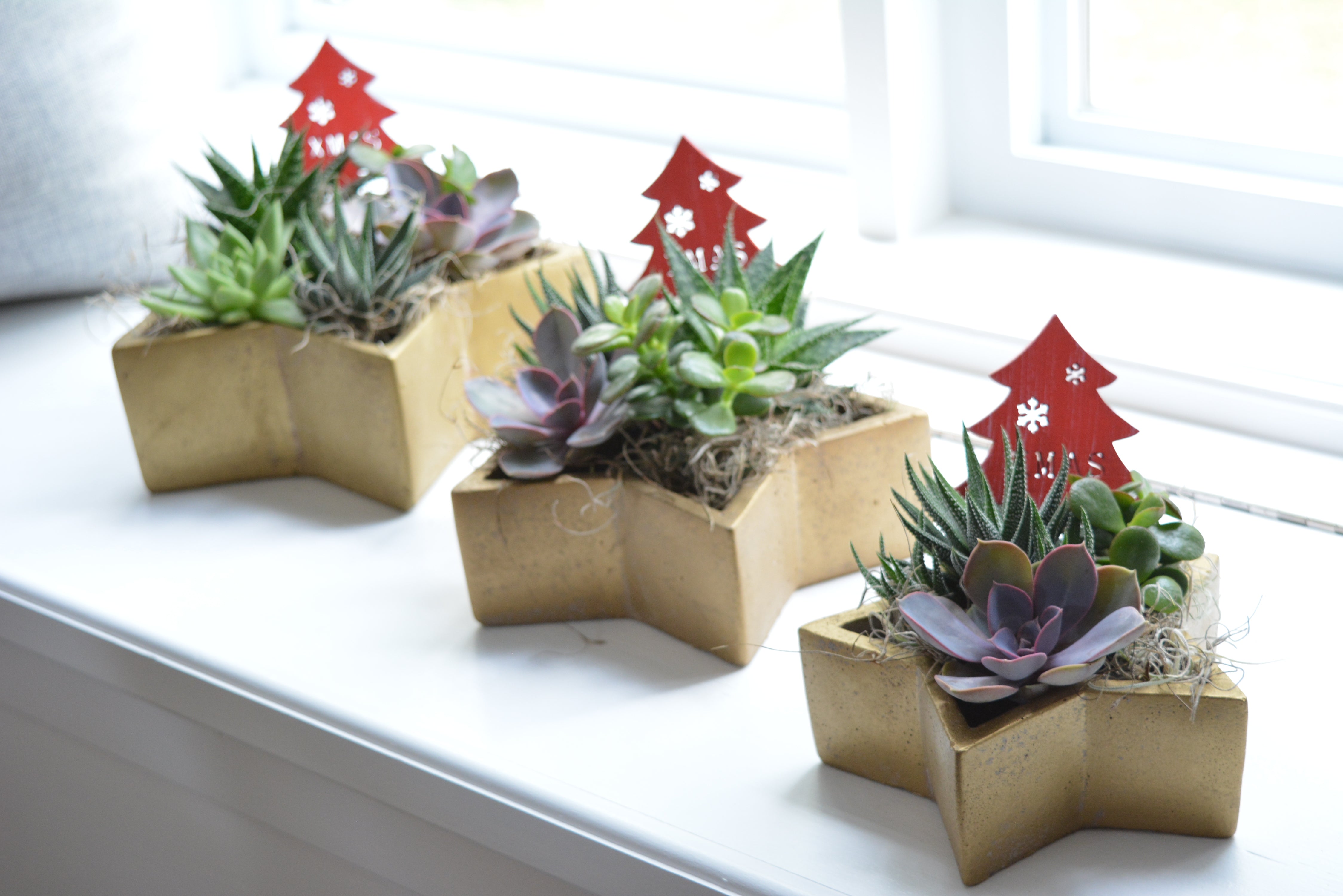 Christmas Succulent Star Rustic Gold - Small