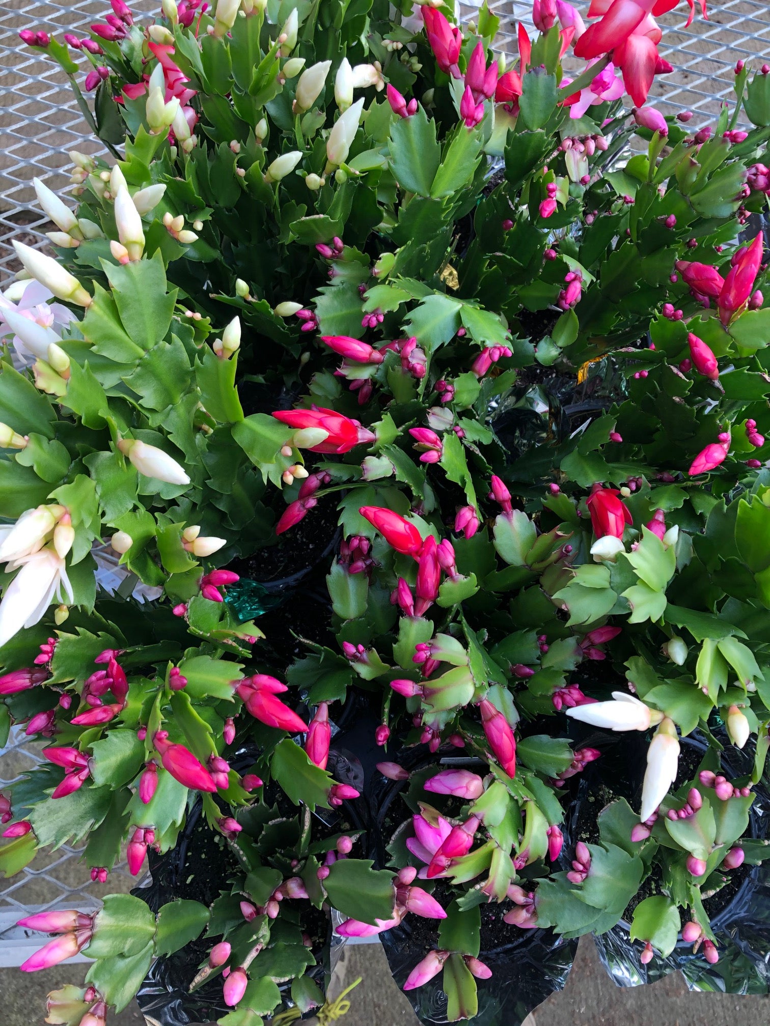 4" Christmas Cactus assorted with pot cover