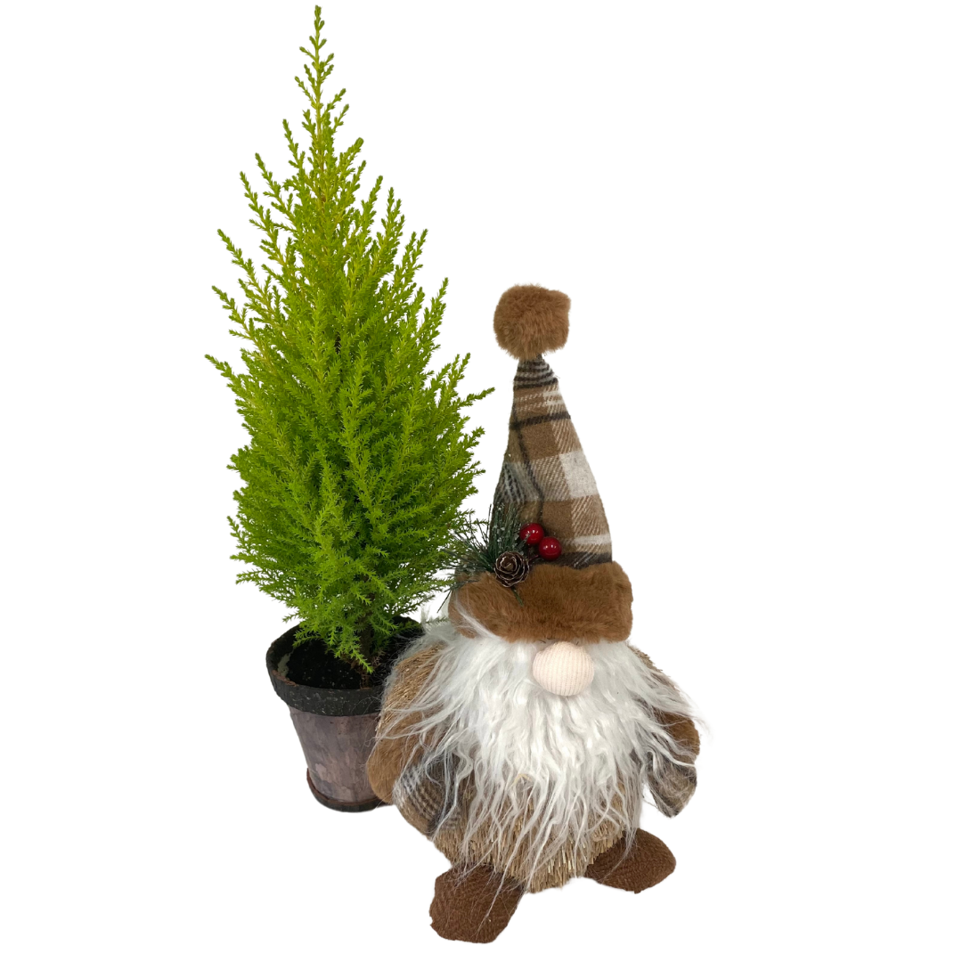 Christmas Large Gnome Planter with Lemon Cypress