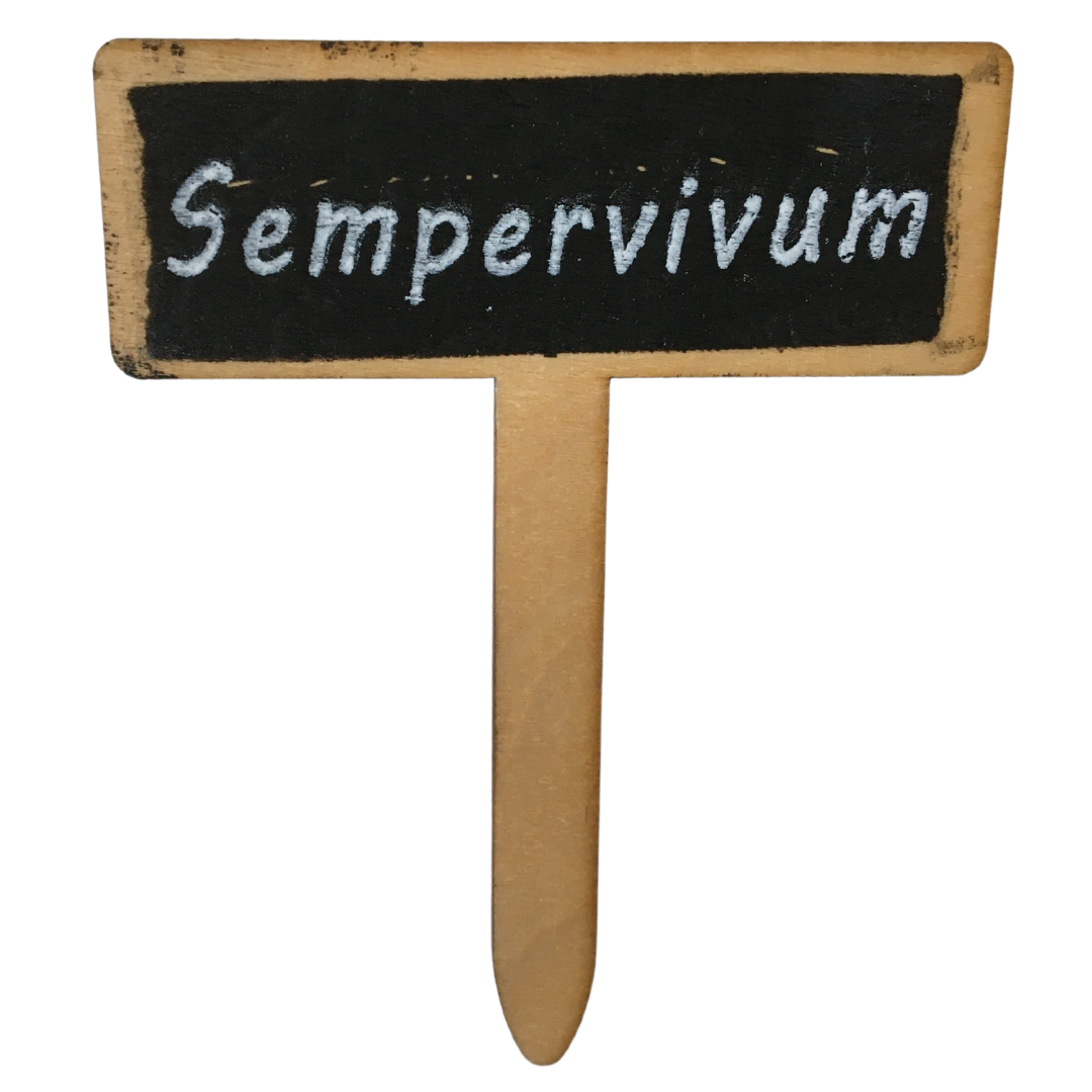 Sempervivum Pick (Pack12)