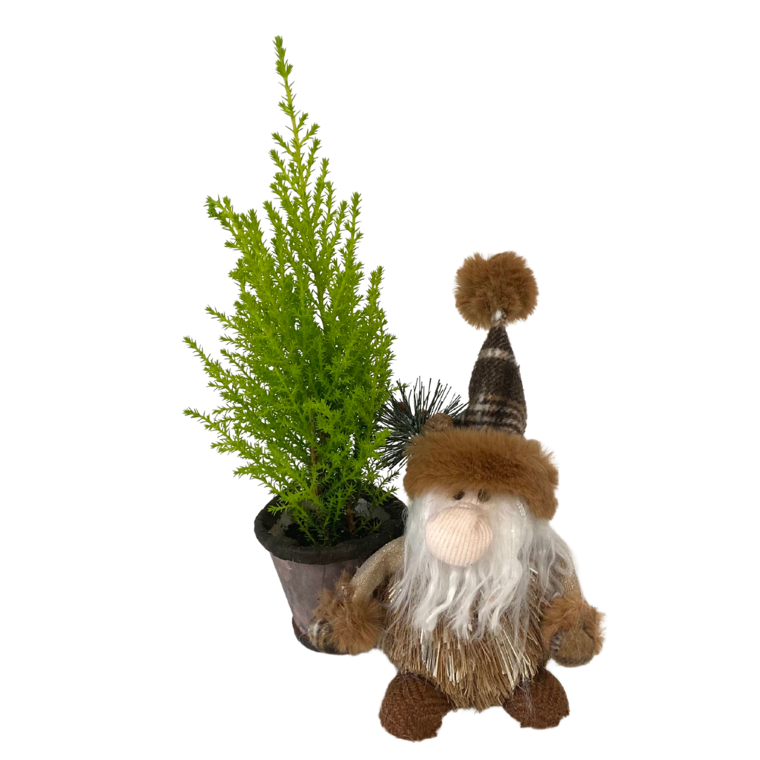Christmas Small Gnome Planter with Lemon Cypress