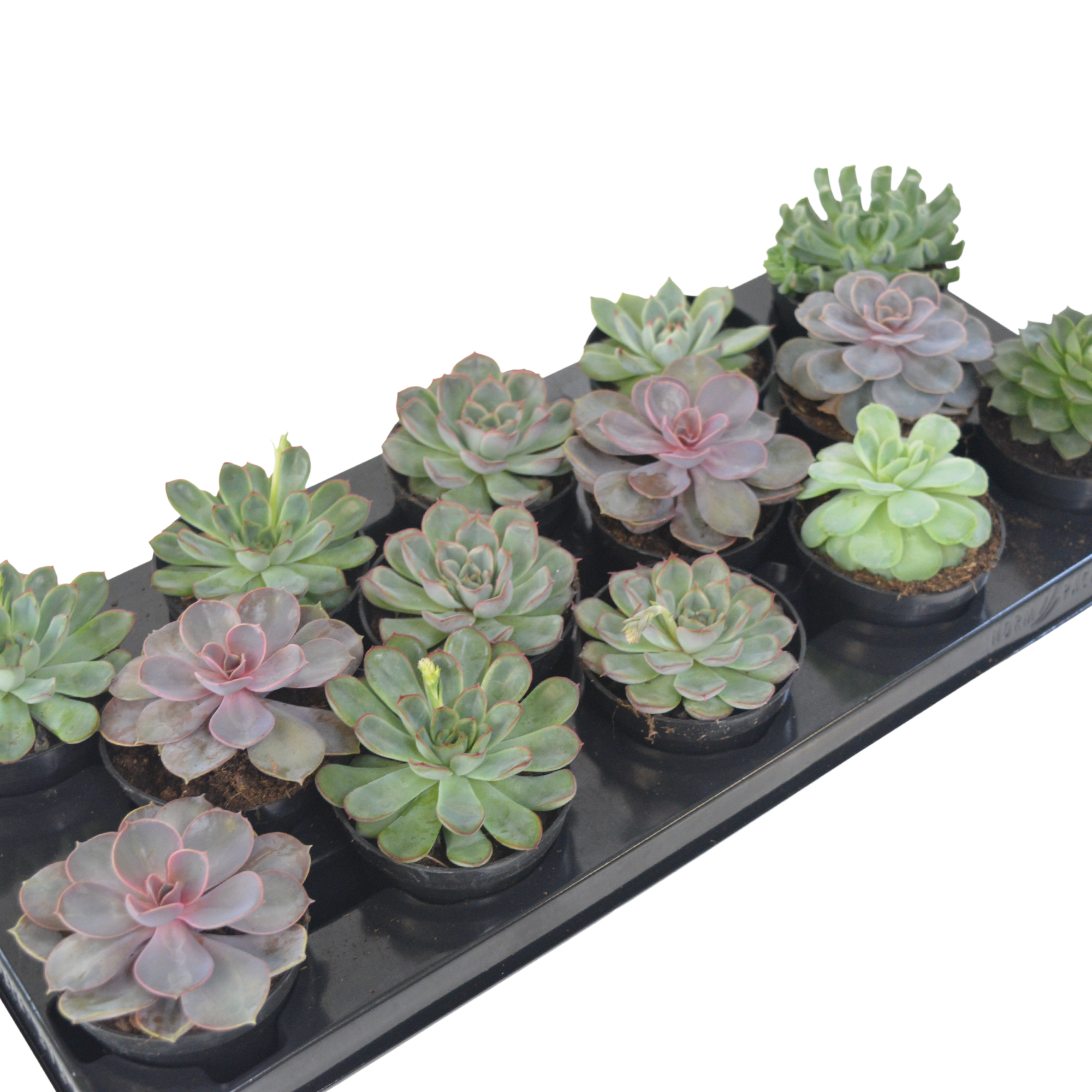 3.5" Echeveria Mix (Pack 16)