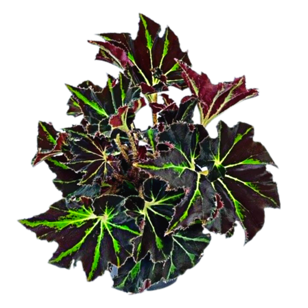 6" Begonia Spiral Variegated