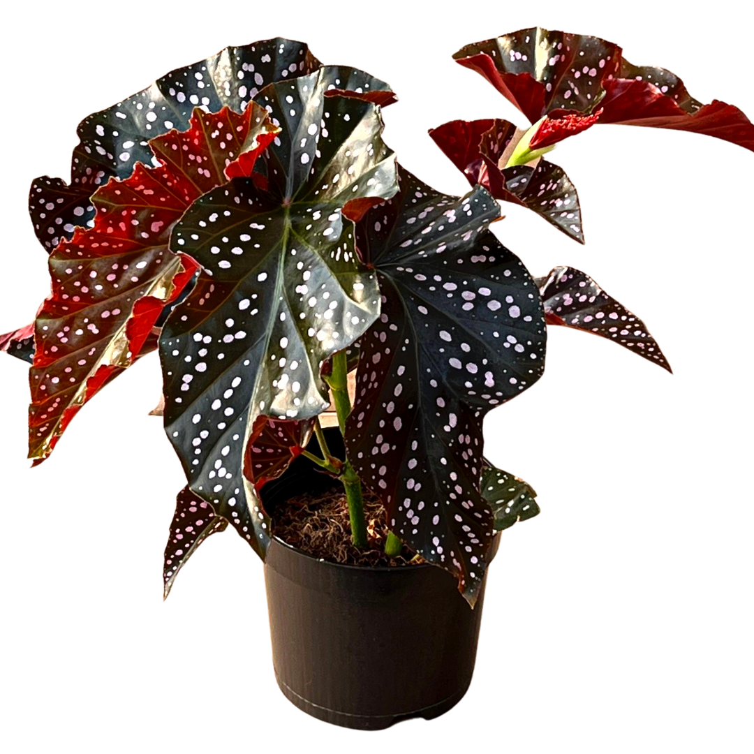 6" Begonia Crackling Rosie