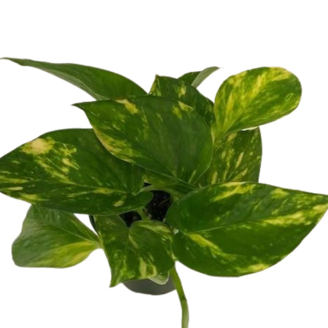 4" Golden Pothos