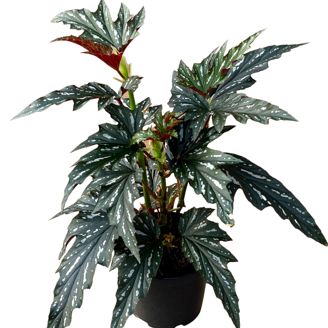 6" Begonia Silver Mist