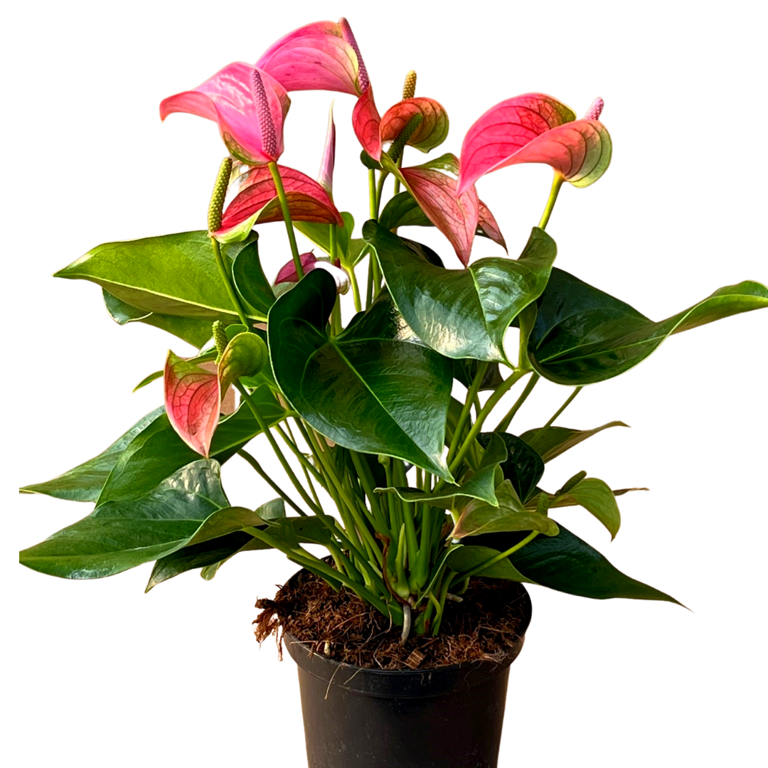 6" Anthurium Joli