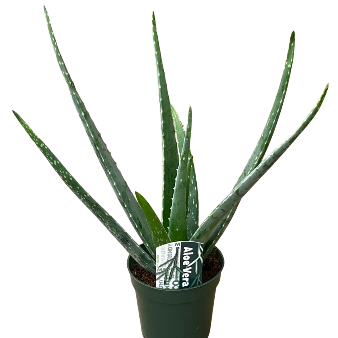 4" Aloe Bare Pot