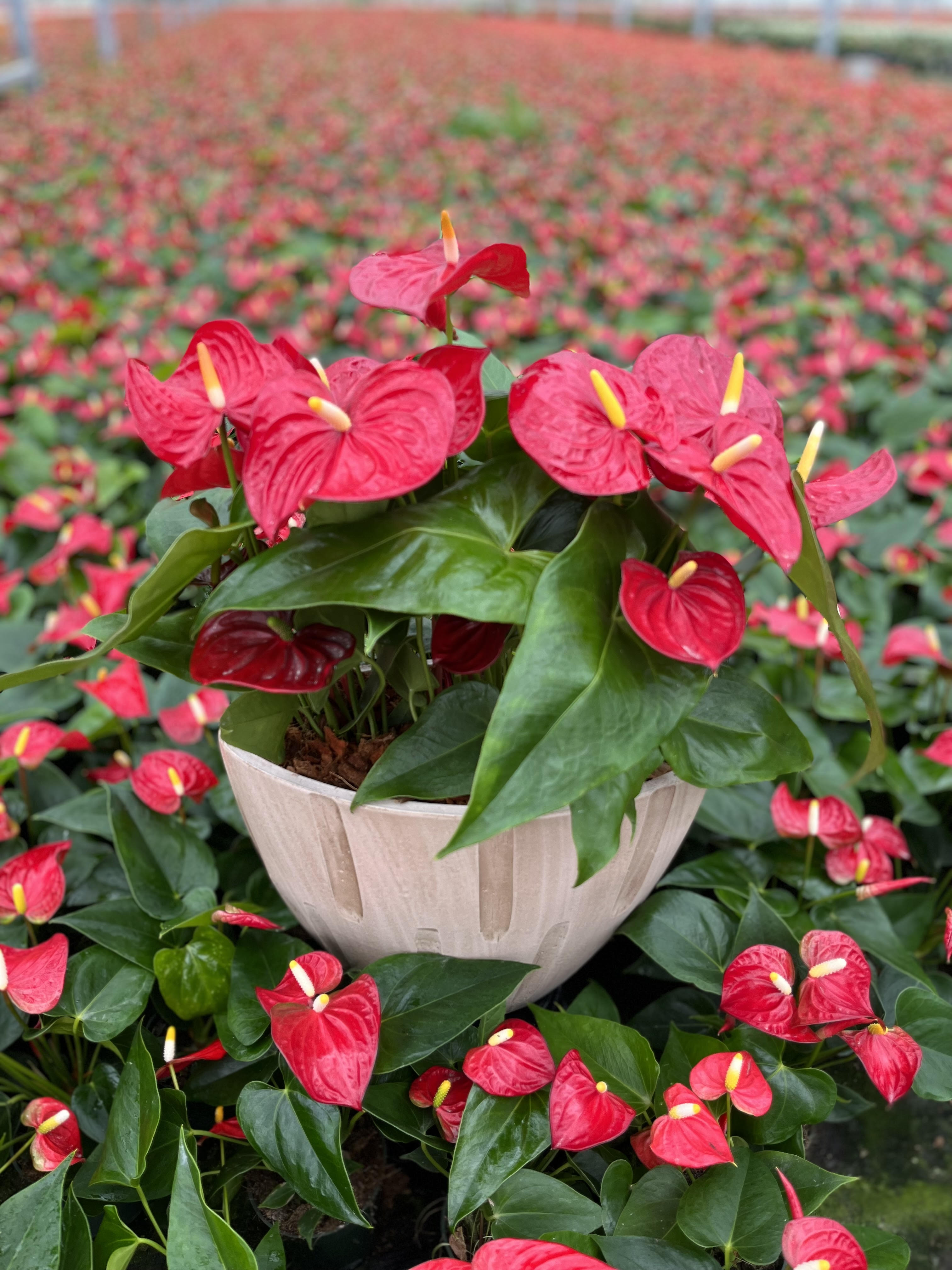 Cream Anthurium