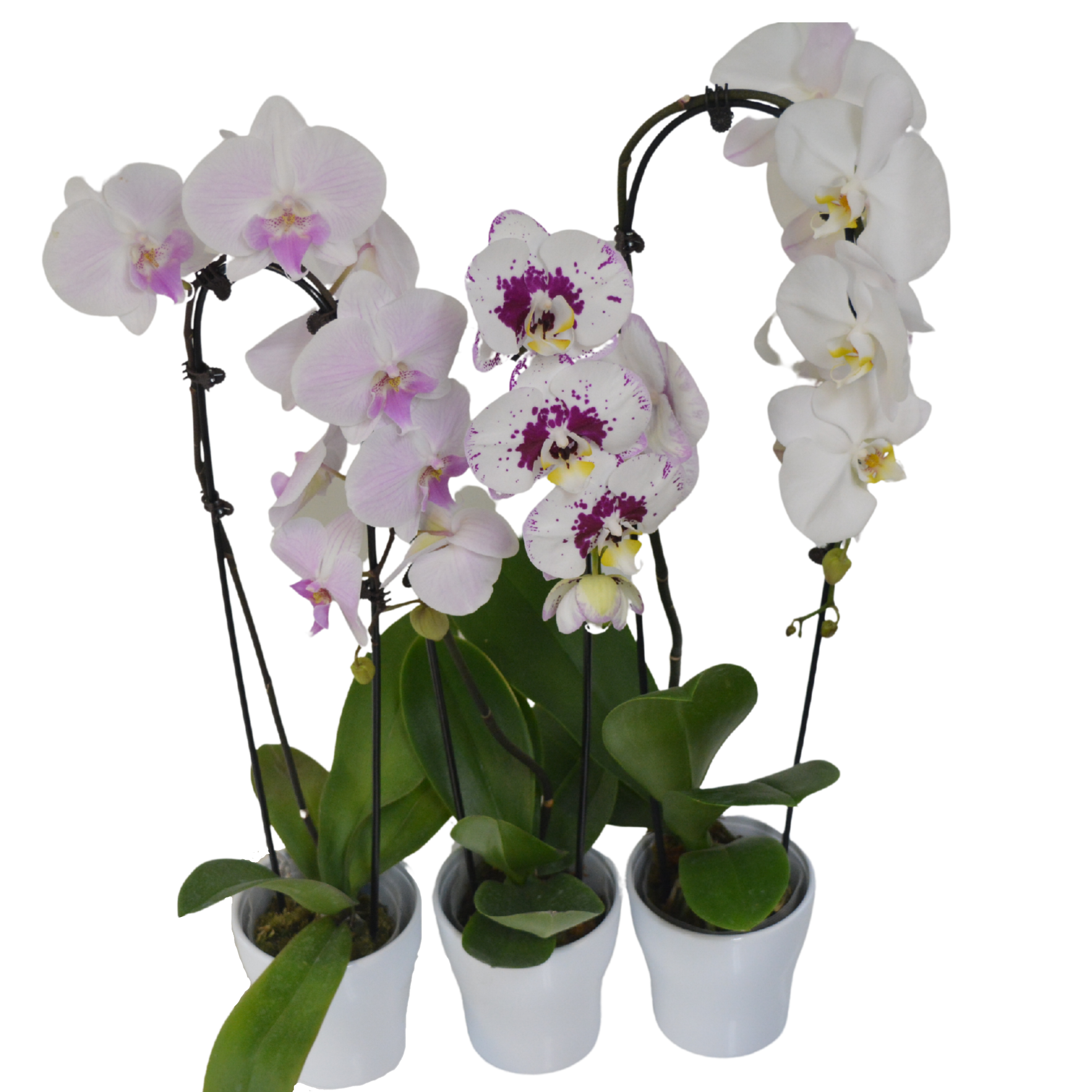 5" Cascading Single Spike Orchid in Ceramic