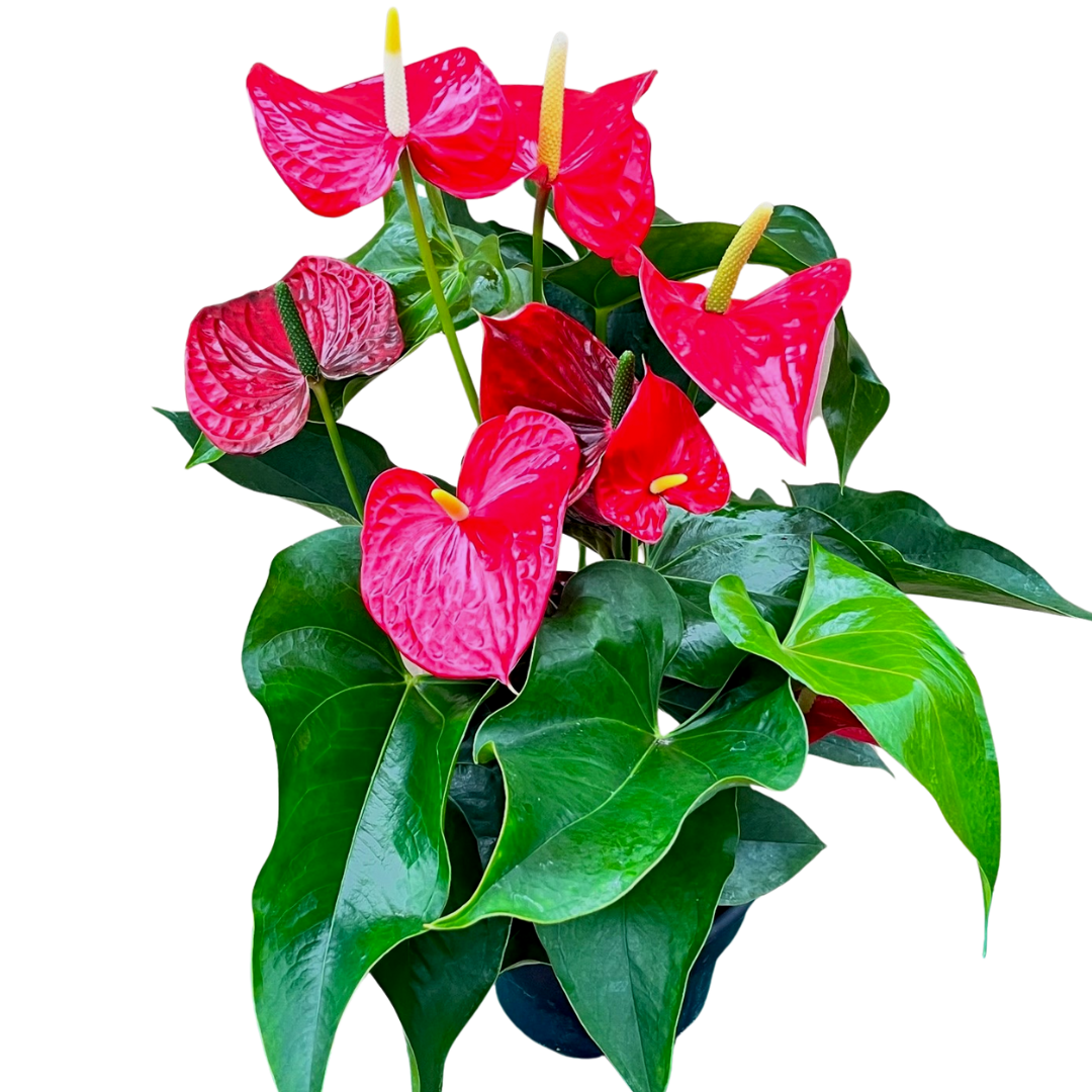 8" Anthurium Red