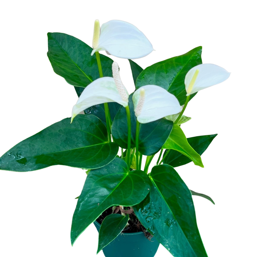 4" anthurium white
