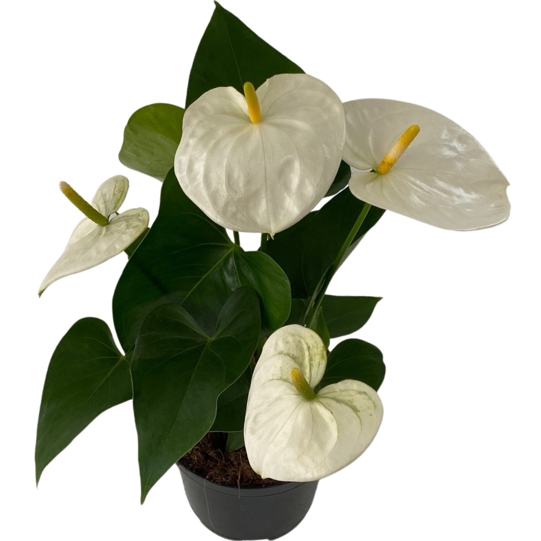 6" Anthurium White
