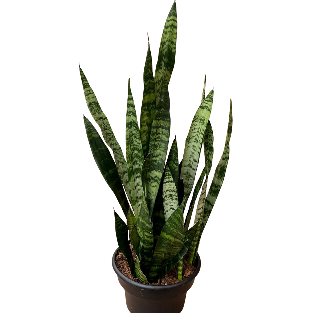 8" Sansevieria Zeylanica
